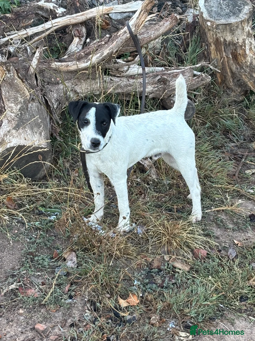 Jack Russell dogs for sale: Jack Russell dog 6 months old  - Advert 1