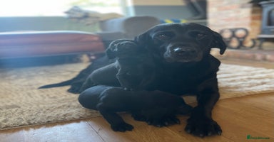 Labrador Retriever dogs - Advert 4