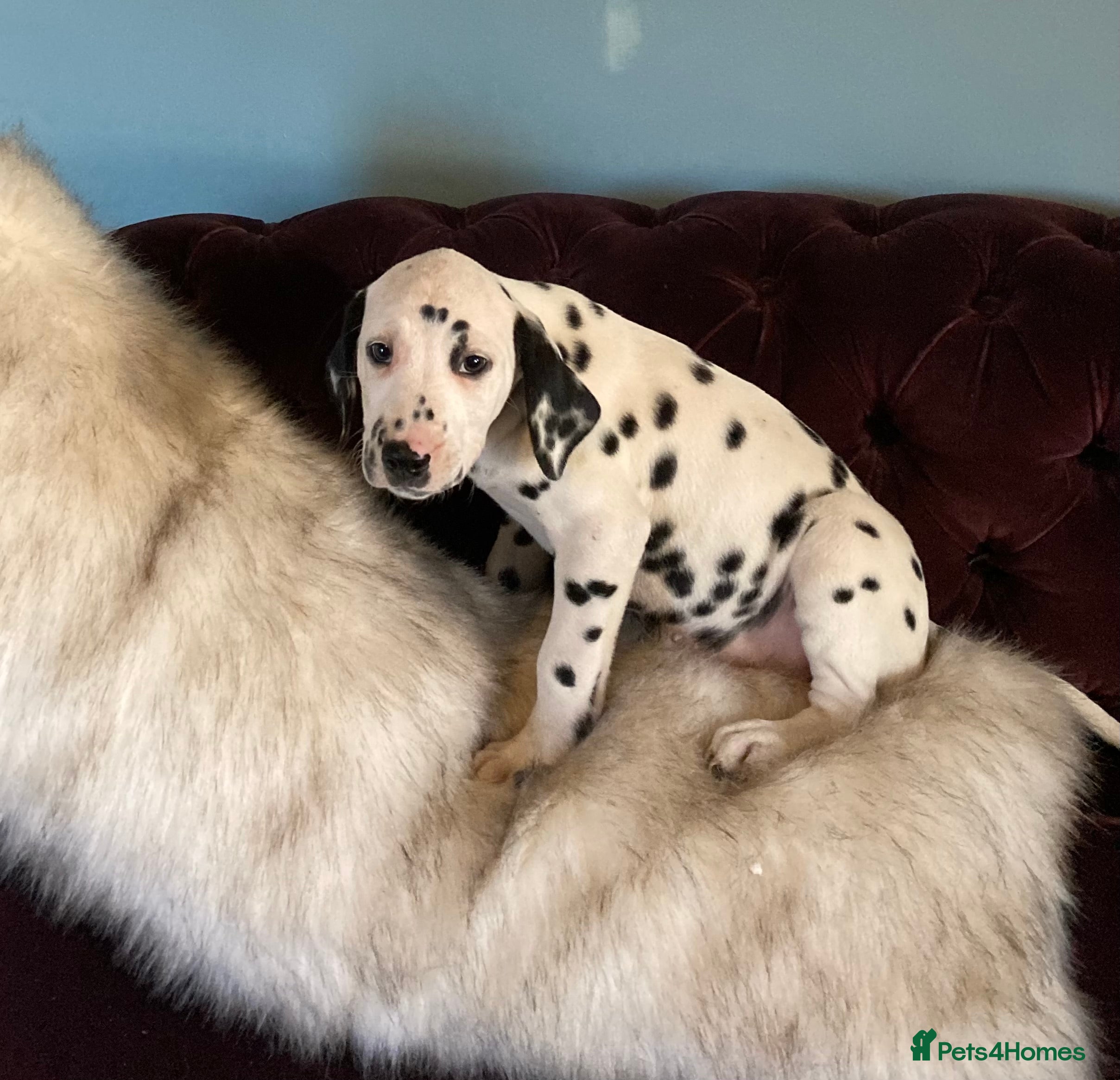 Dalmatian dogs Dalmation puppies  - Advert 3