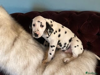 Dalmatian dogs Dalmation puppies - Advert 3