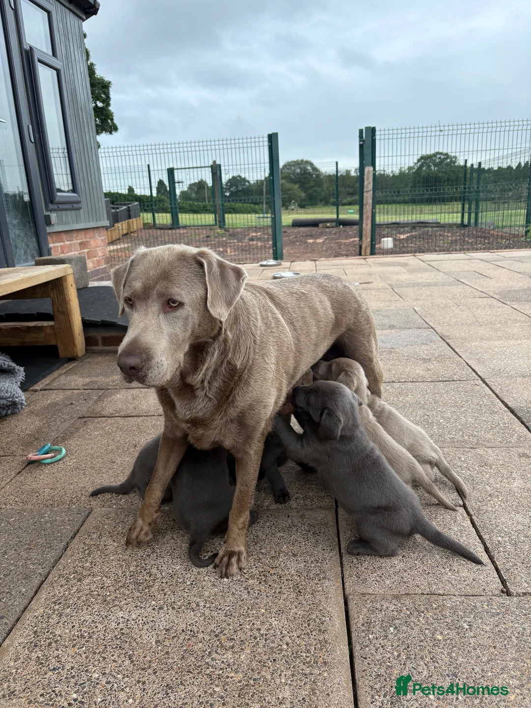 Labrador Retriever dogs for sale: Part Puppy Trained KC Charcoal Labrador  - Advert 6