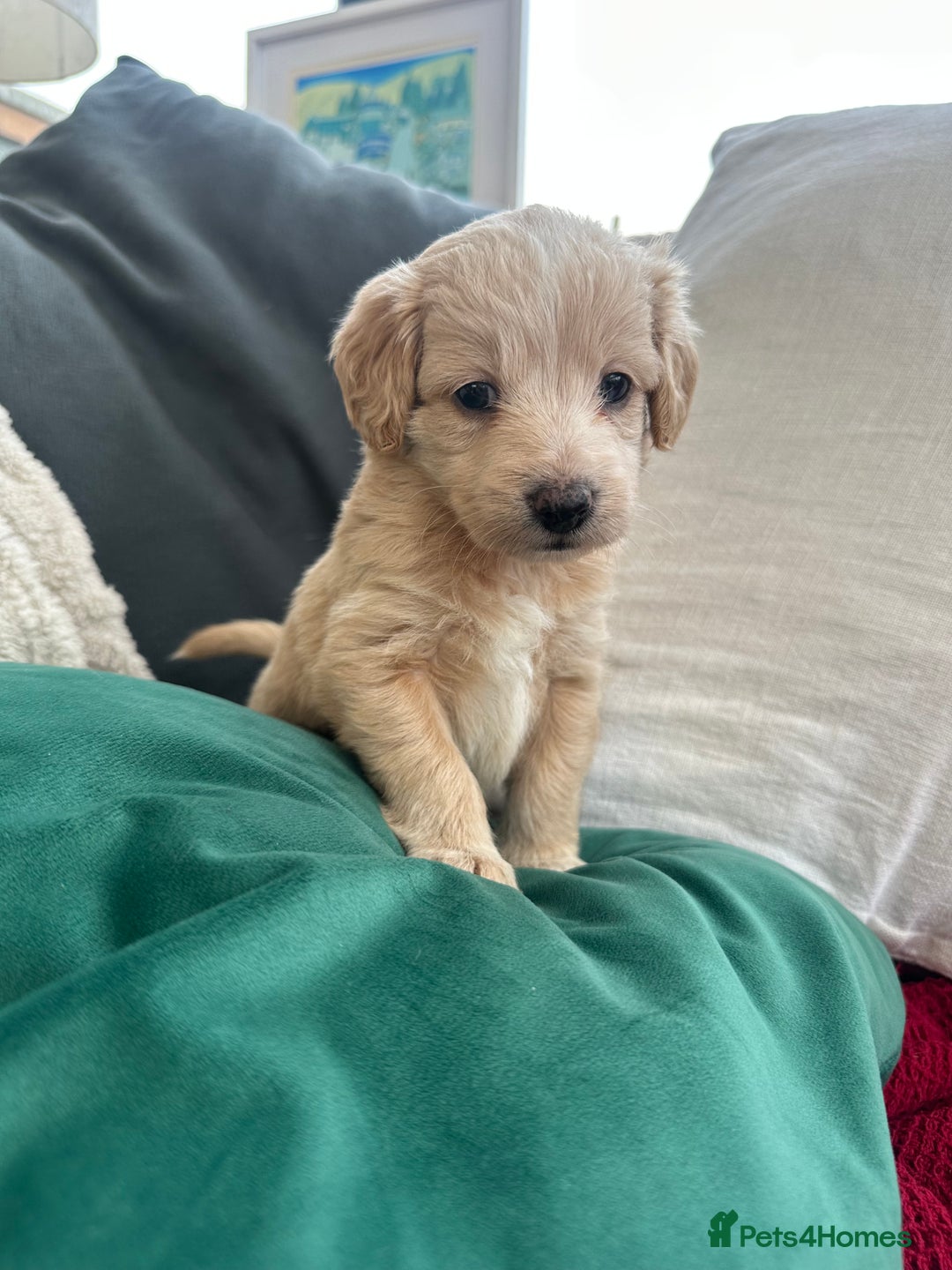 Mixed Breed dogs for sale: Cavapoo Beagle x Miniature Poodle  - Advert 23