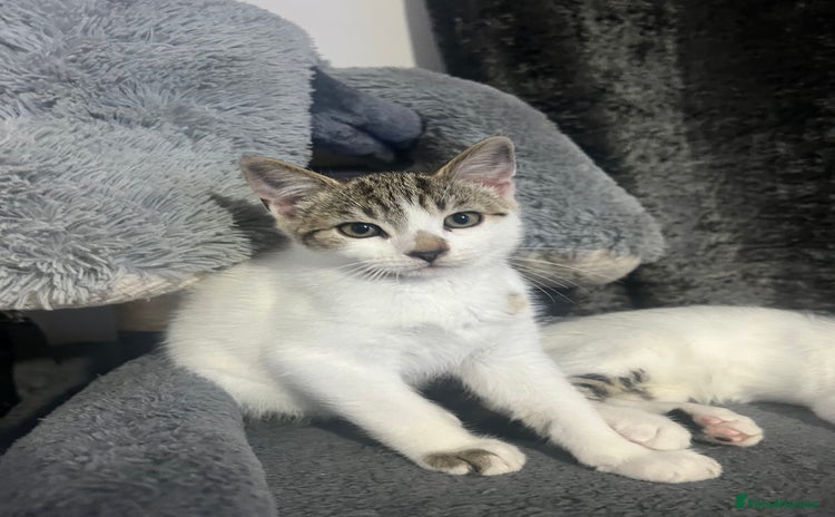Mixed Breed cats - Advert 2
