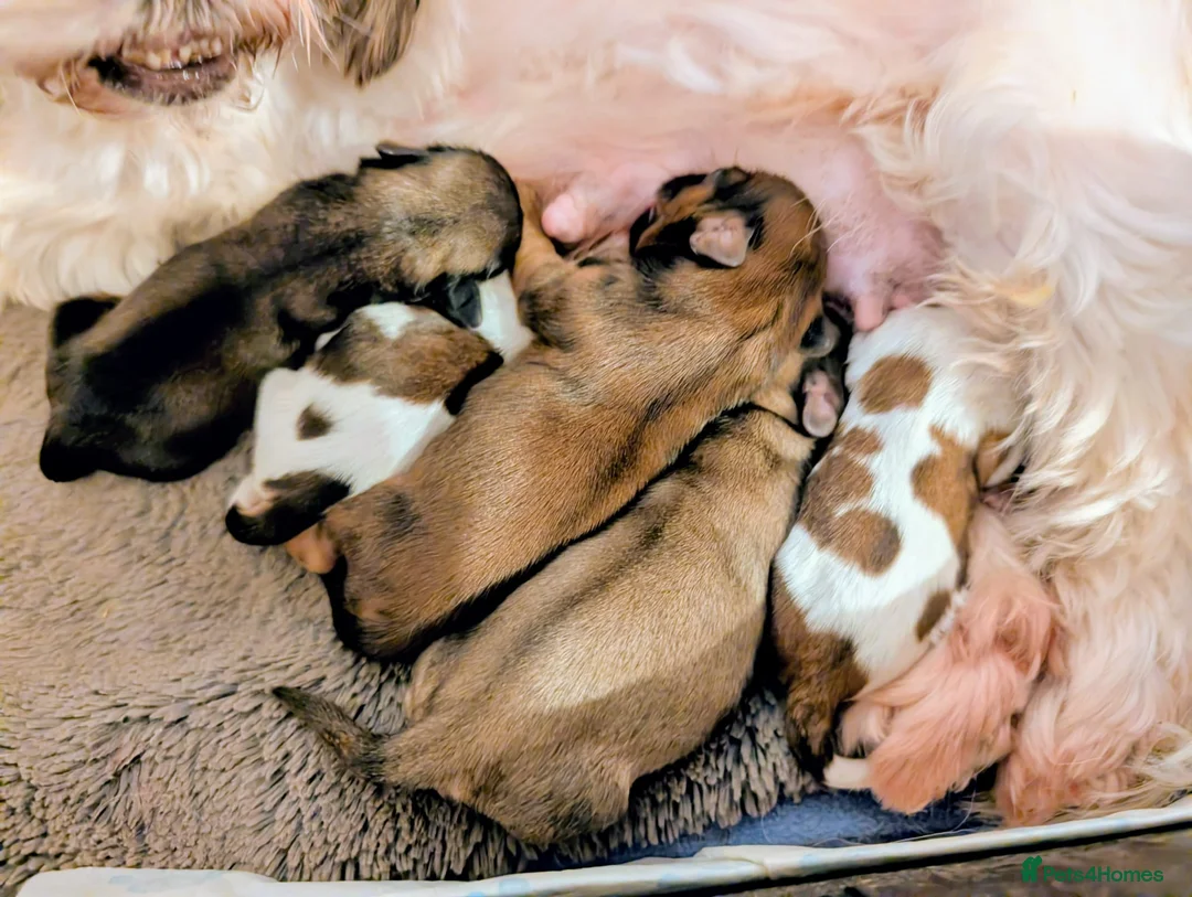 Shih Tzu dogs for sale: 💞STANDARD QUALITY SHIH TZU 💞 - Advert 1