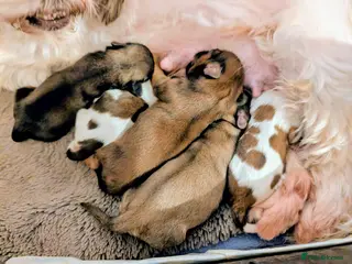 Shih Tzu dogs 💞STANDARD QUALITY SHIH TZU 💞 - Advert 2