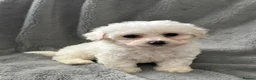 Bichon Frise dogs for sale: Pure Bichon Frise Puppies - Advert 11