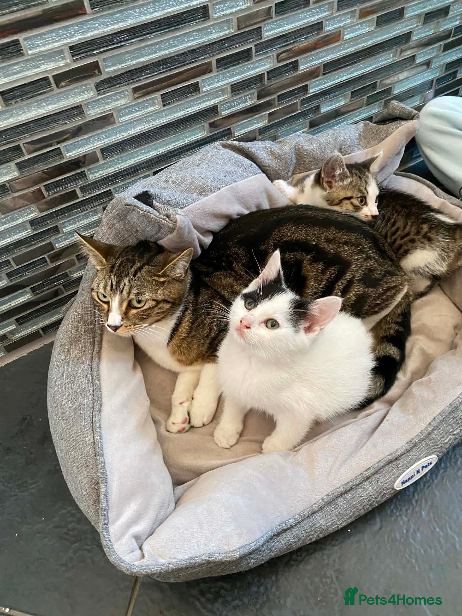 Mixed Breed cats for sale: Two beautiful kittens ! - Advert 1
