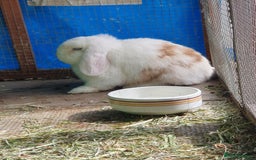 Mini Lop rabbits for sale: Spayed and neutered rabbits for adoption - Image 6