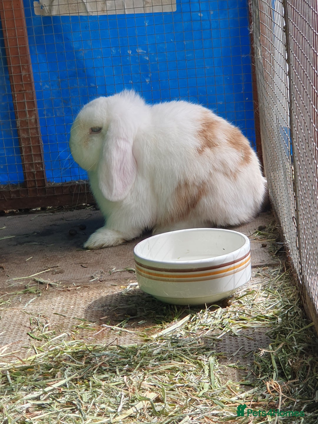 Mini Lop rabbits for sale: Spayed and neutered rabbits for adoption - Image 6