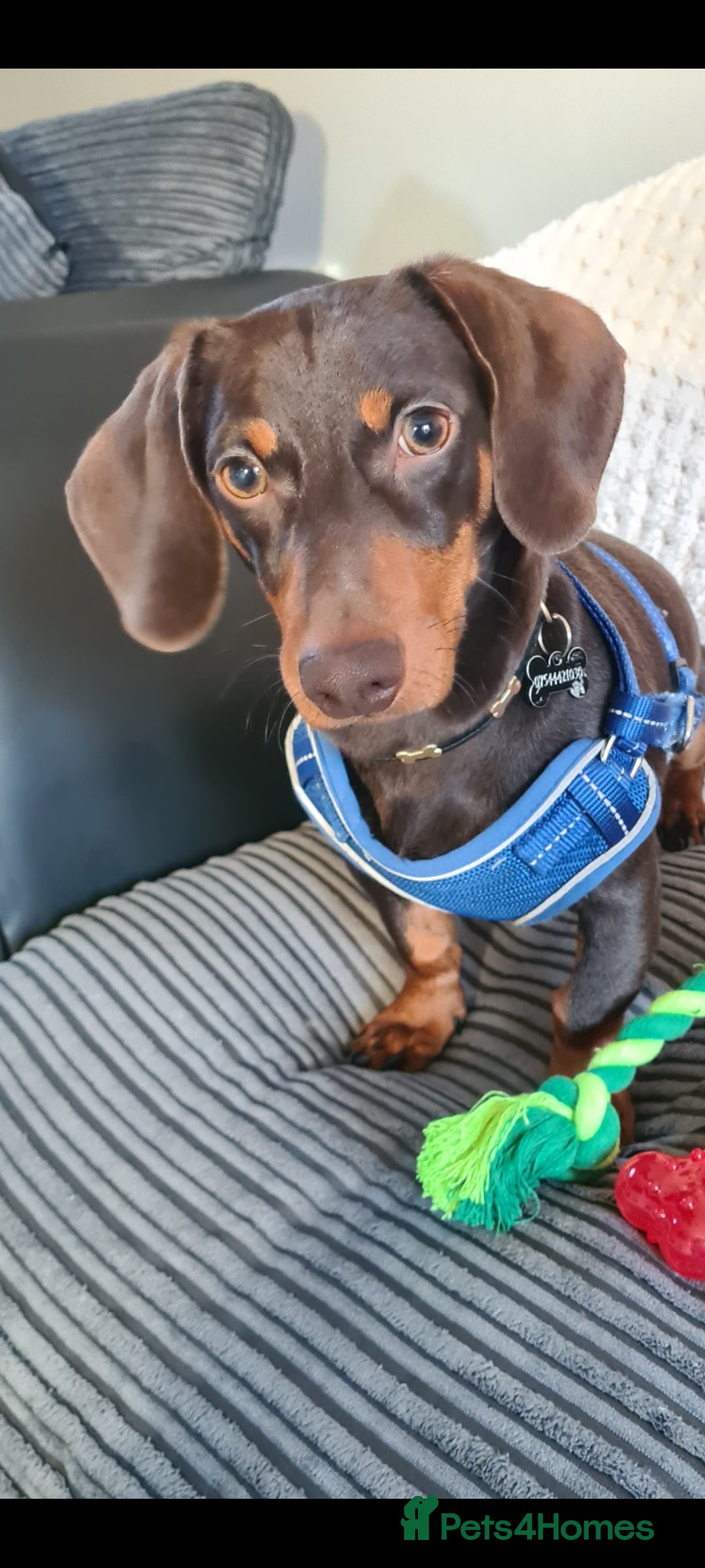Miniature Dachshund dogs Rascal mini daushaund  - Advert 1