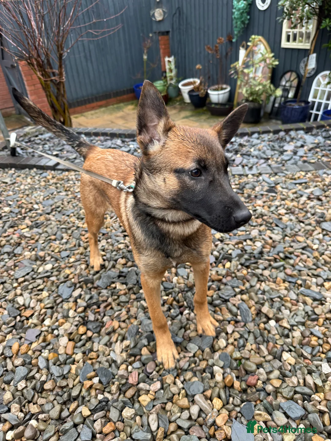 Belgian Shepherd Dog dogs for sale: Vex, 4 Month Old Belgian Malinois Female Available - Advert 2
