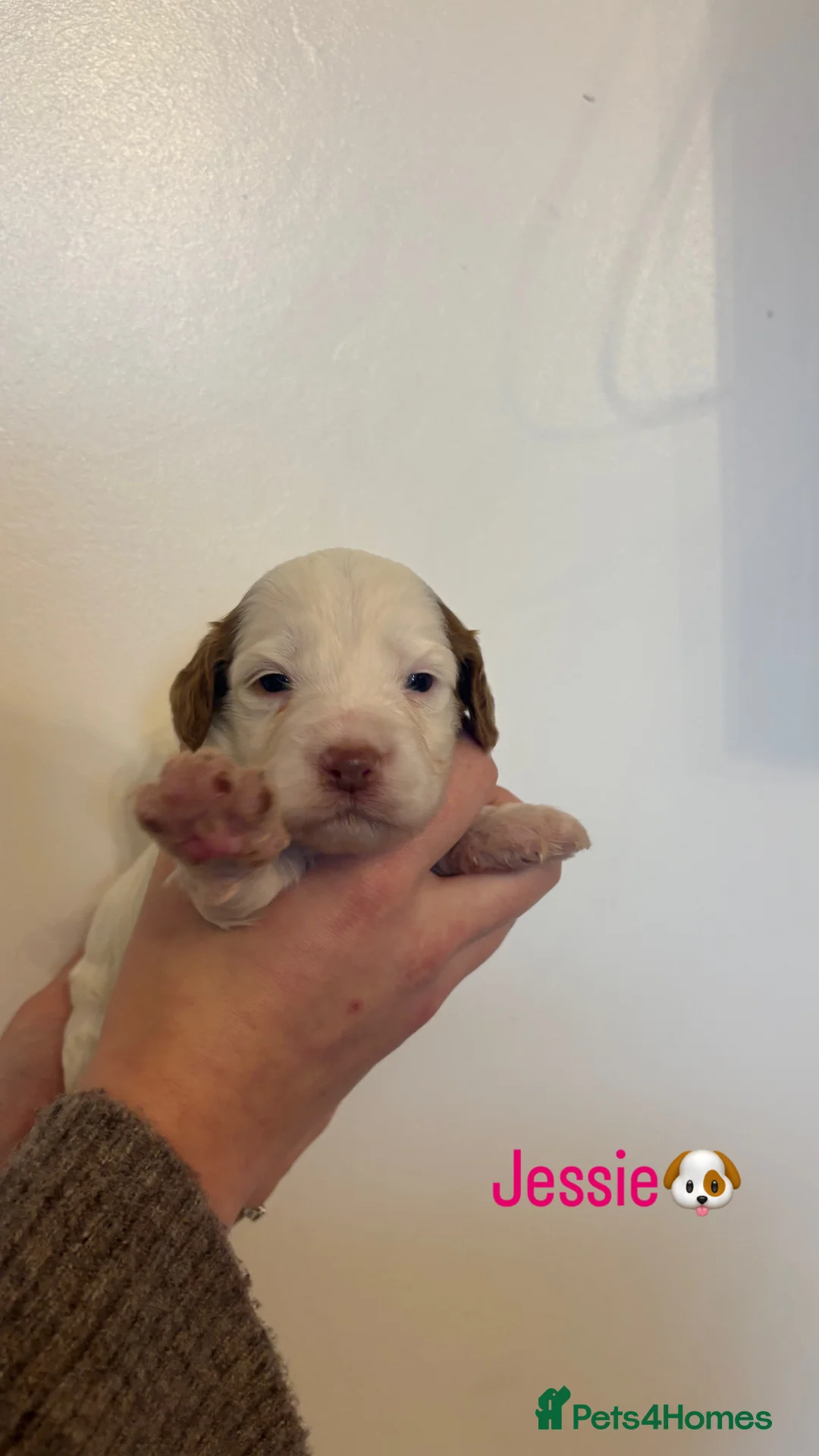 Cockapoo dogs for sale: 🐶🐾Cockapoo puppies🐶🐾 - Advert 13