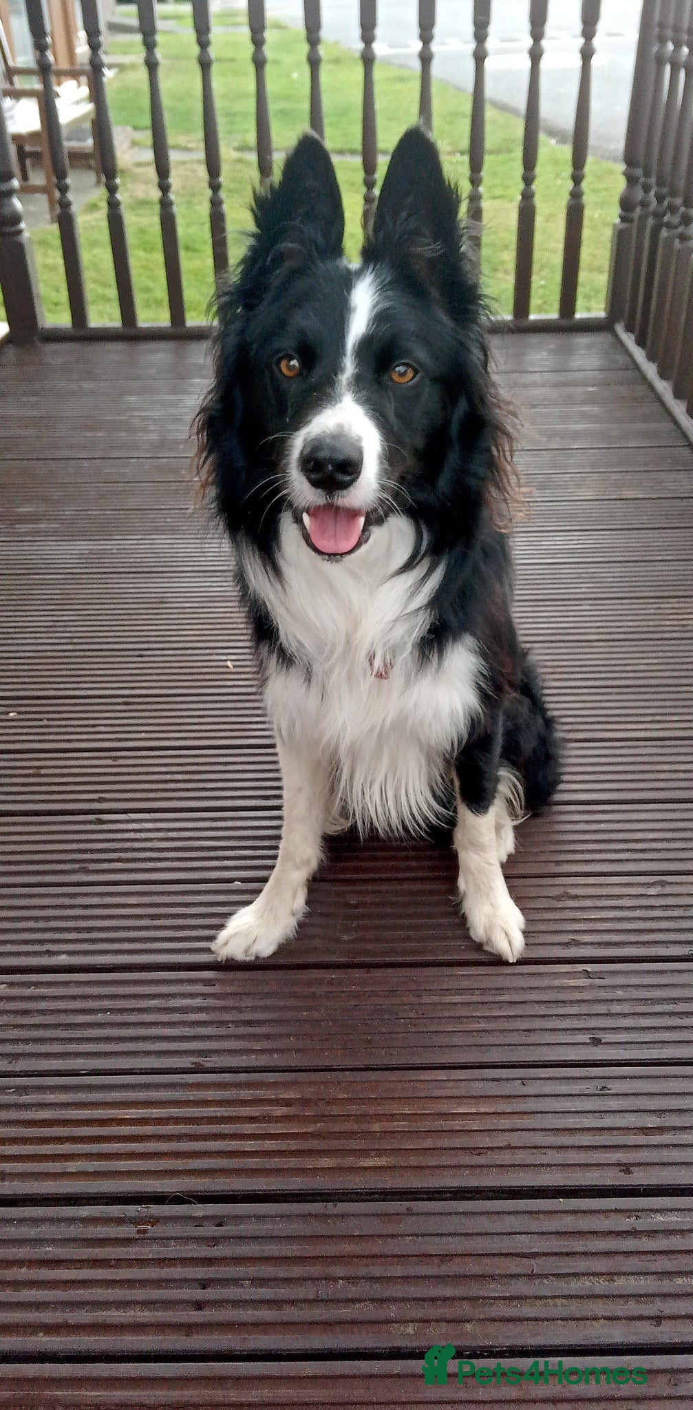 Border Collie dogs Looking for a forever home - Advert 5
