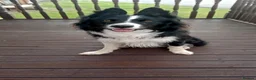 Border Collie dogs for sale: Looking for a forever home - Advert 1