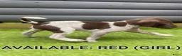 German Shorthaired Pointer dogs for sale: German shorthaired pointer puppies 5 weeks old in Swindon - Advert 17