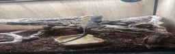 Dragon reptiles for sale: 1 female frilled dragon  - Advert 2
