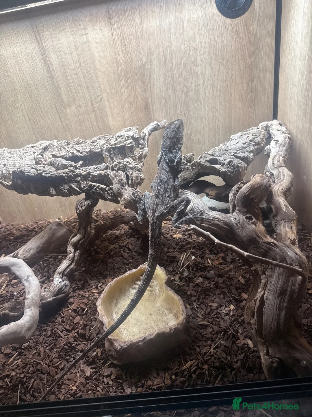 Dragon reptiles for sale: 1 female frilled dragon  - Advert 2