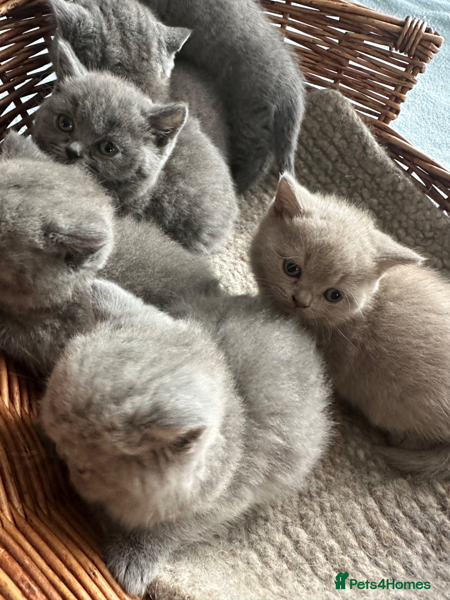 British Shorthair cats British Shorthair GCCF-registered Kittens  - Advert 1