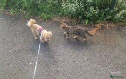 Mixed Breed cats for sale: 2 bengal x tabby cats - Image 3