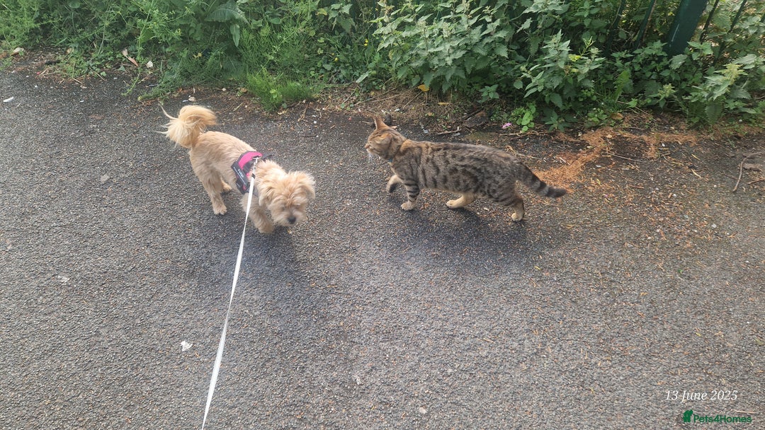 Mixed Breed cats for sale: 2 bengal x tabby cats - Image 3