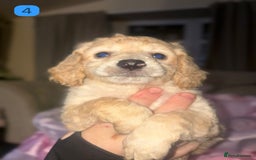 Cockapoo dogs for sale: Stunning F1B Cockapoo Puppies - Advert 7