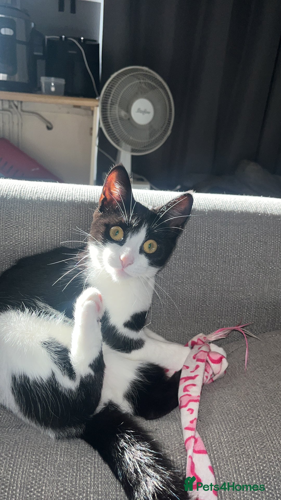 British Shorthair cats for sale: Cali Shorthair Cat - Advert 1