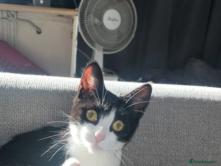 British Shorthair cats Cali Shorthair Cat - Advert 13