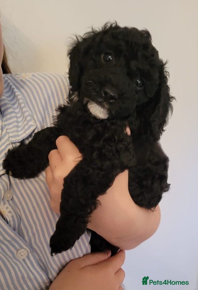 Cavapoo dogs F1B Toy Cavapoo Puppies-Extensively health tested - Advert 2