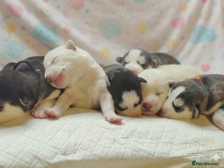 Siberian Husky dogs Outstanding Siberian husky puppies - Advert 1