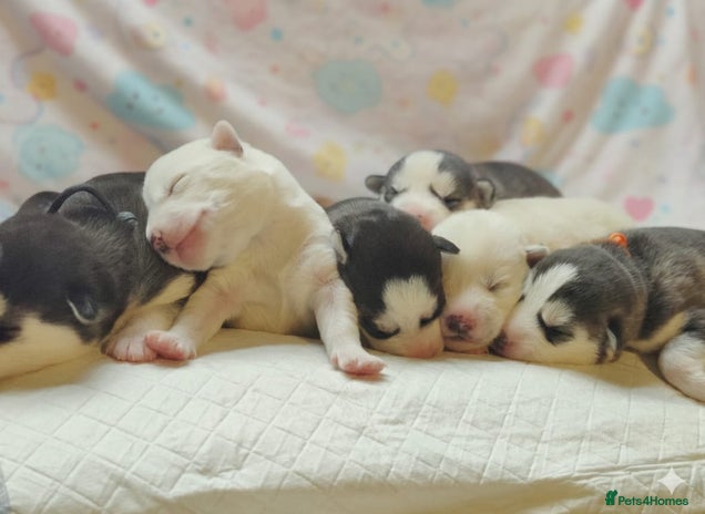 Siberian Husky dogs Outstanding Siberian husky puppies - Advert 1