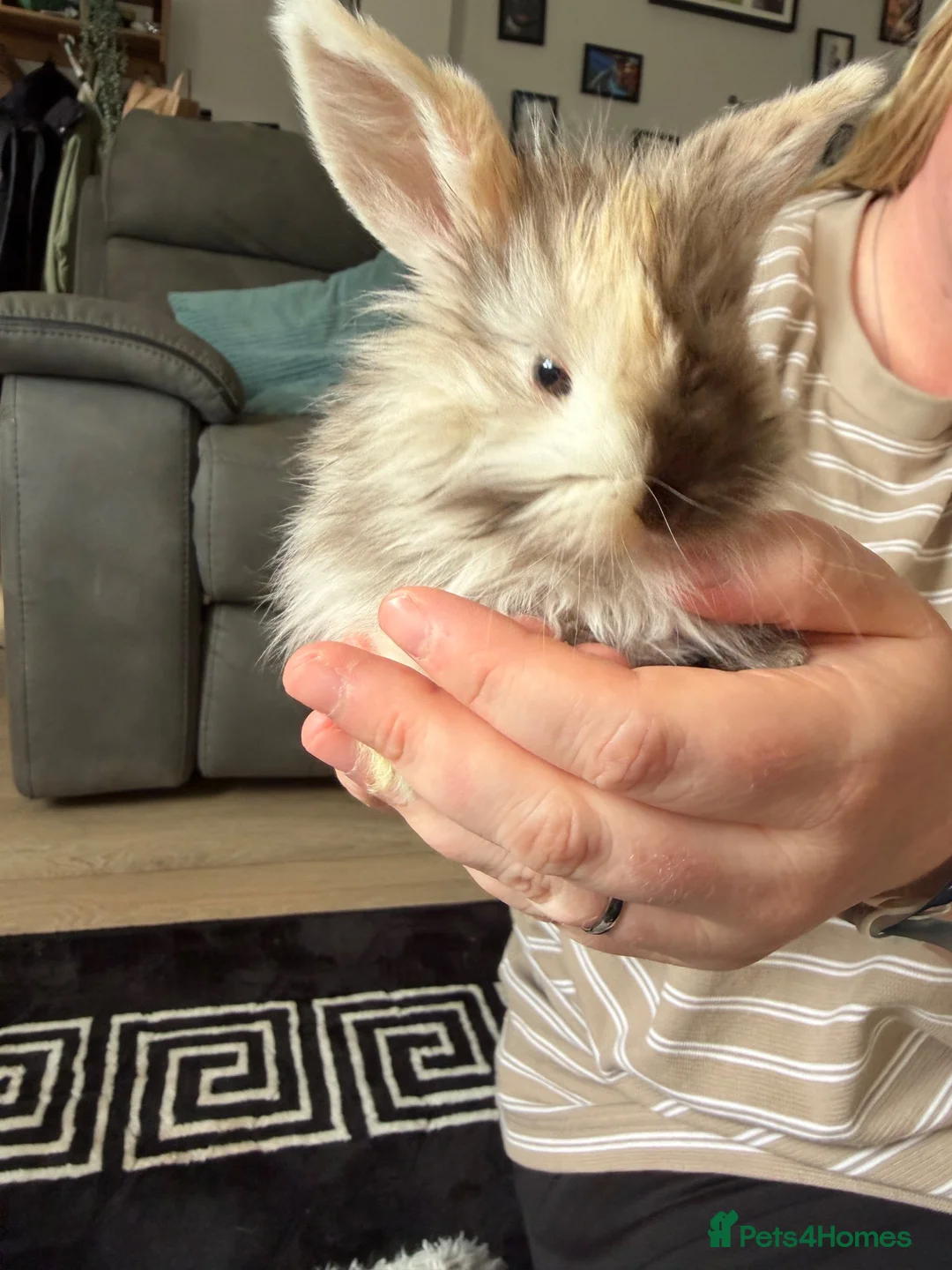 Dwarf Lop rabbits for sale: Baby kits for sale.  - Advert 2
