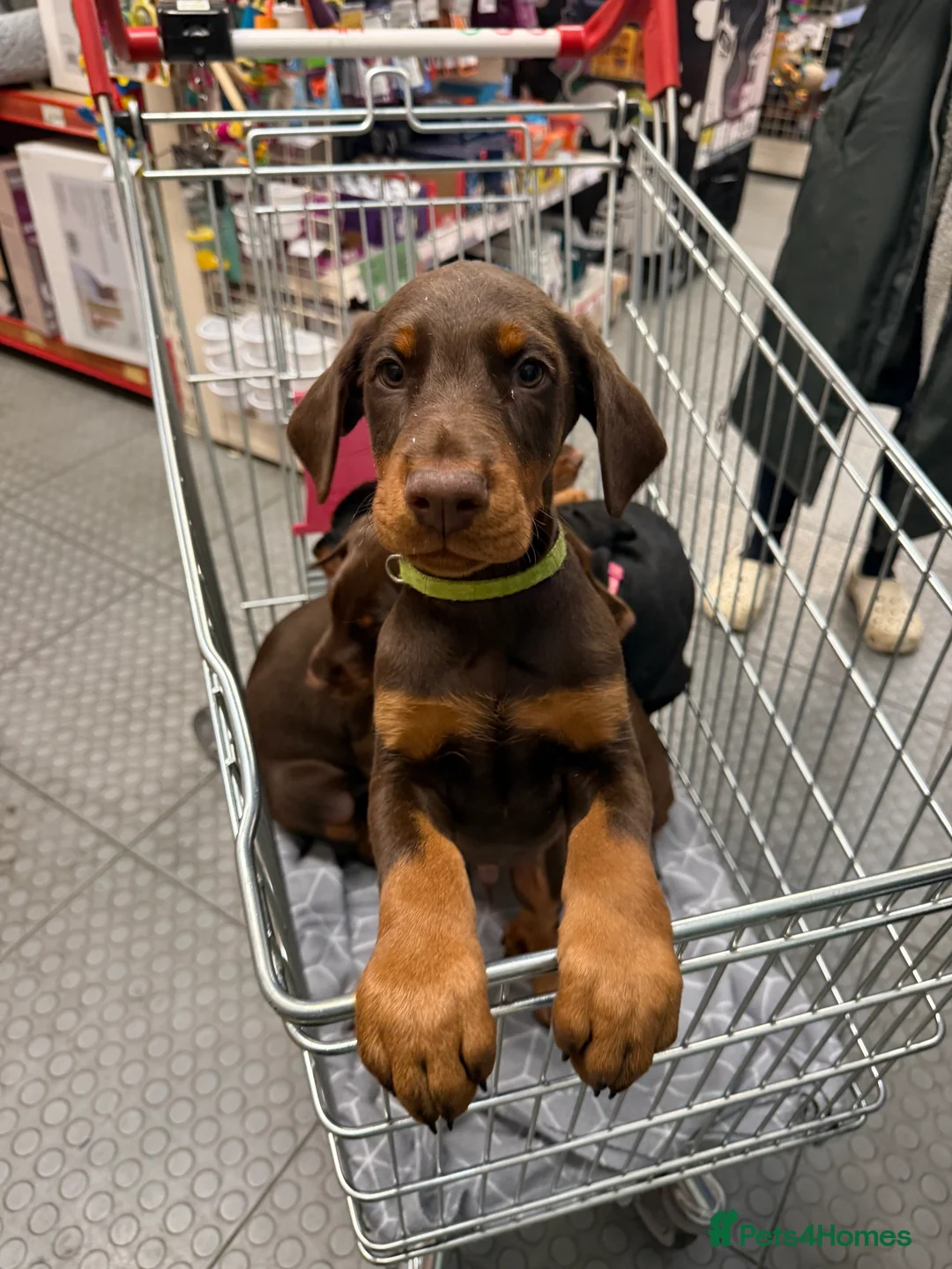 Dobermann dogs for sale: OUTSTANDING FULL EUROPEAN DOBERMAN - Advert 19