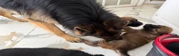 Mixed Breed dogs for sale: Belgian Malinois x German Shepherd Puppies - Advert 13