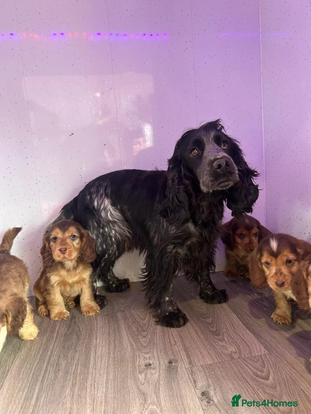 Cocker Spaniel dogs for sale: Show cockers  - Advert 2