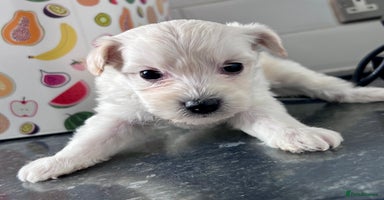 Poochon dogs Bichon and poodle mini  - Advert 4