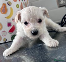 Poochon dogs Bichon and poodle mini - Advert 16