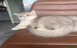 British Shorthair cats for sale: Top quality Champion Gccf british shorthair - Image 30