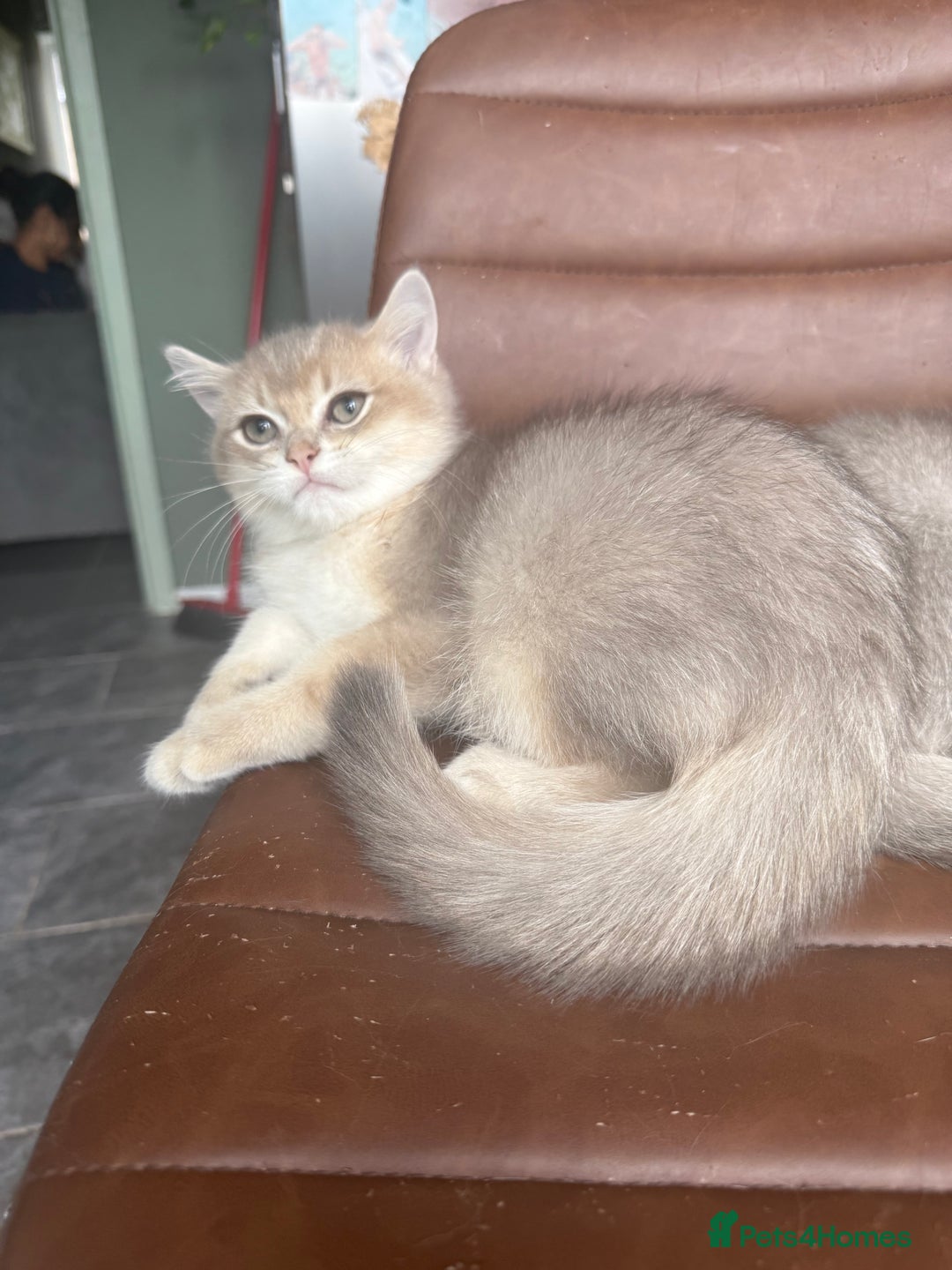British Shorthair cats for sale: Top quality Champion Gccf british shorthair - Image 30