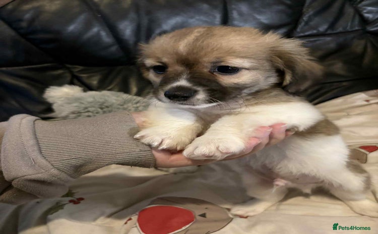 Mixed Breed dogs - Advert 10