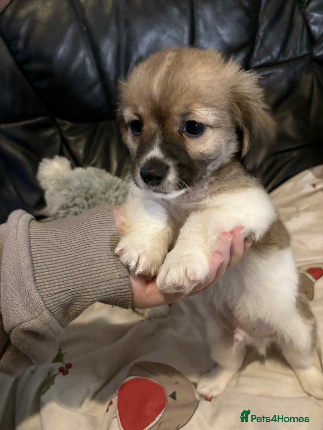Mixed Breed dogs for sale: 5 stunning little chishi left out of a litter of 9 - Image 1