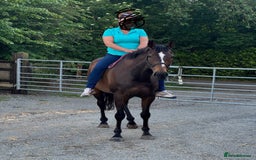 English Thoroughbred horses for sale: In foal brood mares  - Image 4