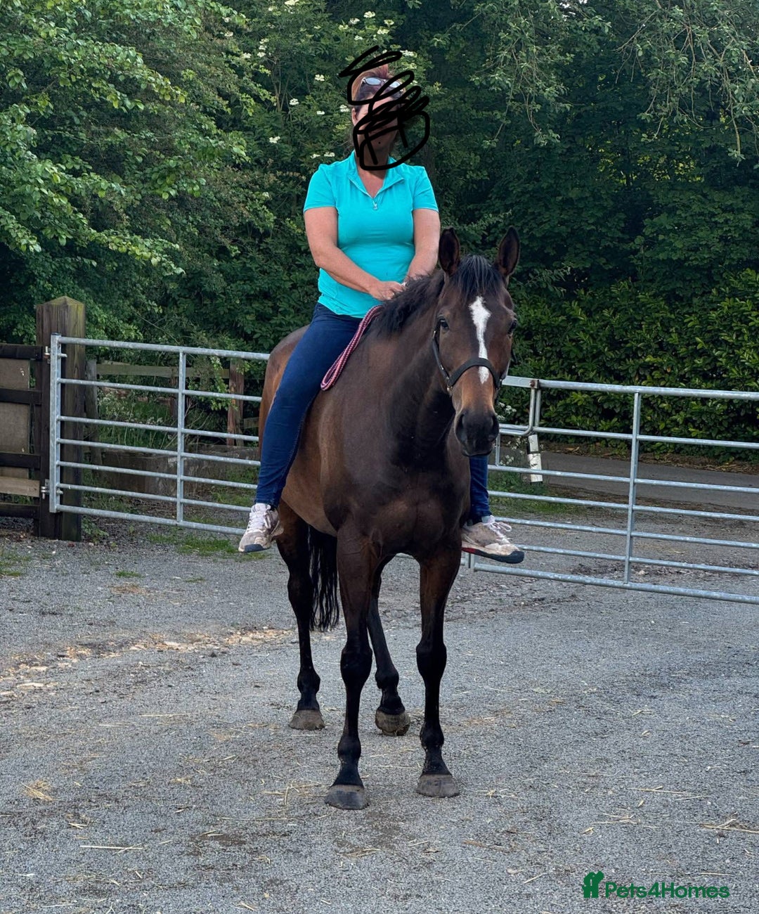 English Thoroughbred horses for sale: In foal brood mares  - Image 4