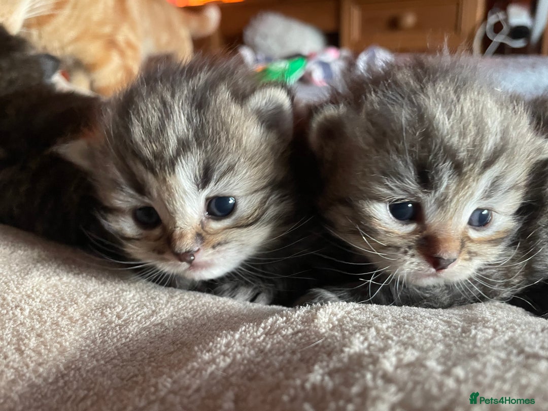 Siberian cats for sale: Ragdoll x Siberian  - Advert 14