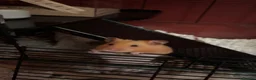 Hamster rodents for sale: Timid Syrian boy called Whiskey - Advert 2