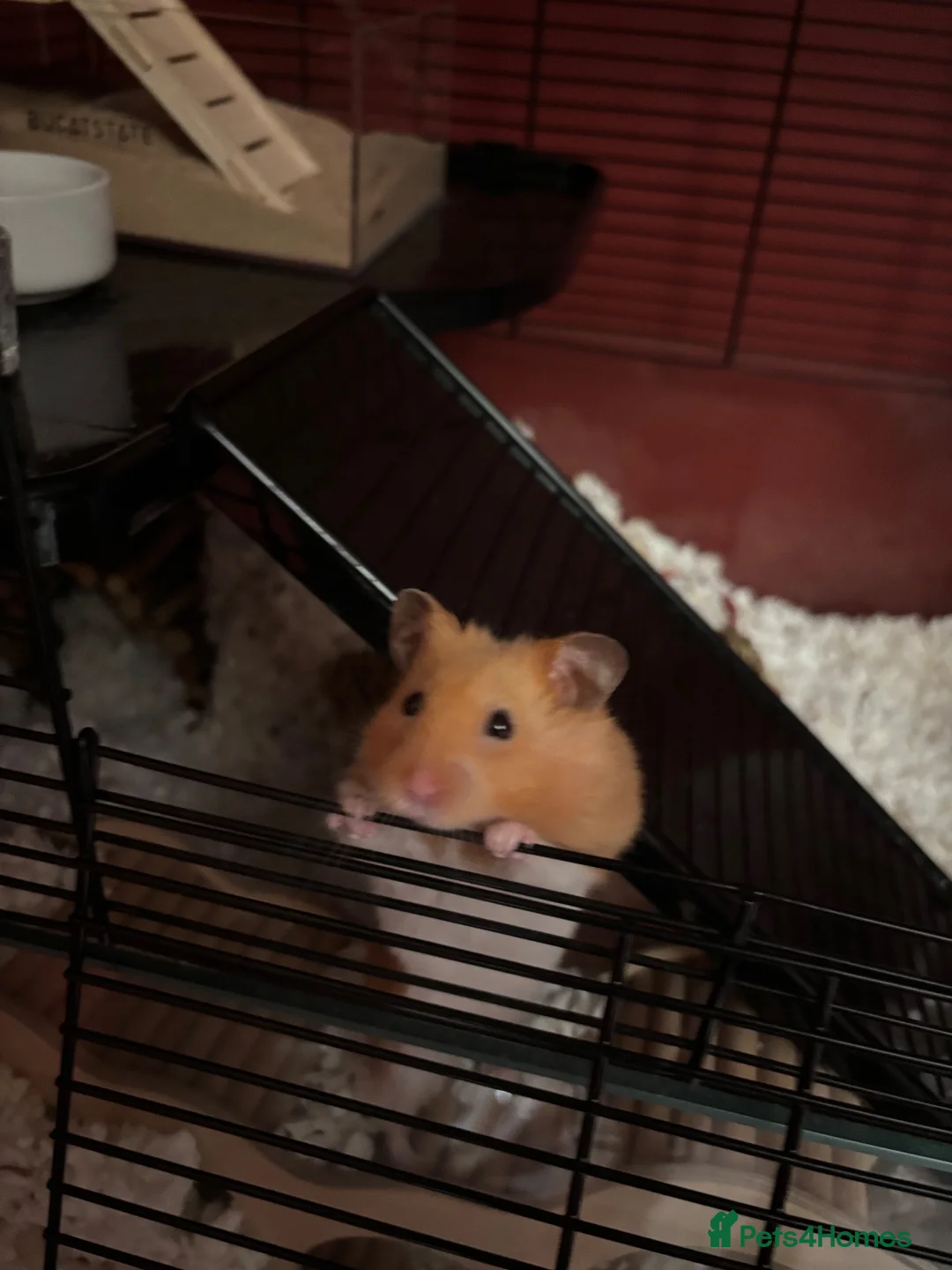 Hamster rodents for sale: Timid Syrian boy called Whiskey - Advert 2