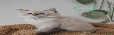 Ragdoll 1