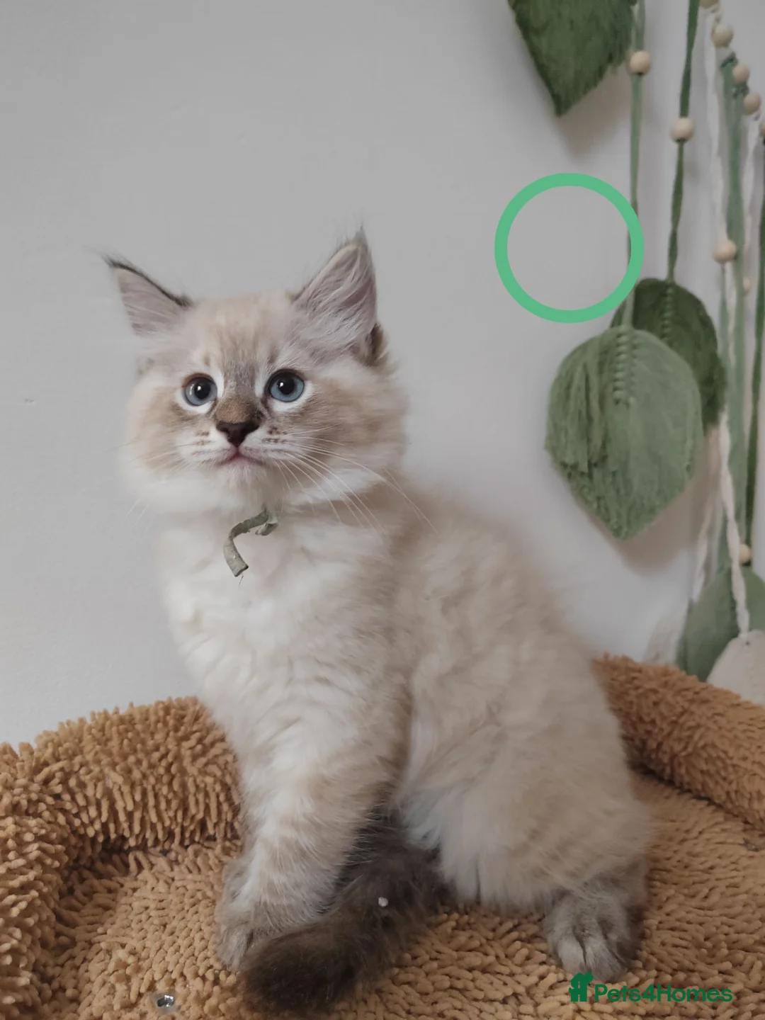 Ragdoll cats for sale: Adorable Ragdoll x Siberian mix kittens - Advert 2