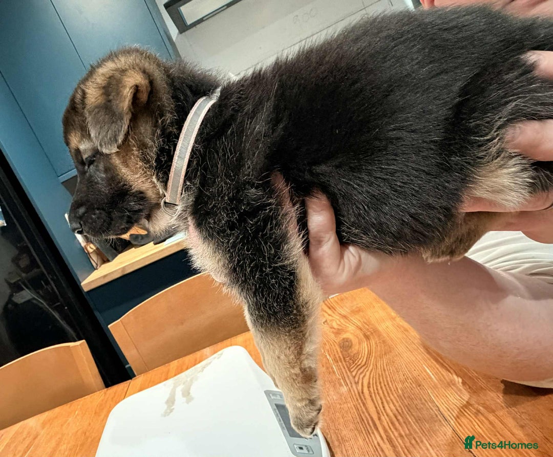 German Shepherd dogs for sale: KC Reg German Shepard's - Advert 9