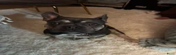 French Bulldog dogs for stud: PRINCE  - Advert 37
