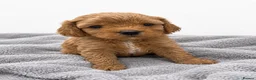 Cavapoo dogs for sale: Beautiful Cavapoo Puppies – 4 Boys & 3 Girls - Advert 7